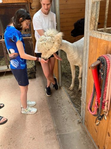 Inkluzivni tabor V srcu 2025