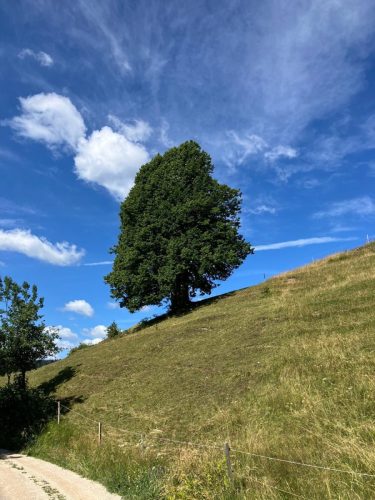 Inkluzivni tabor V srcu 2025